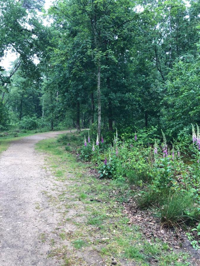 Chalet Bosrand 42 Park Veluwshof 6 P Hoenderloo Kültér fotó